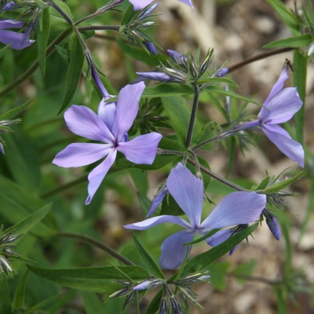 Phlox divaricata 'Clouds of Perfume'