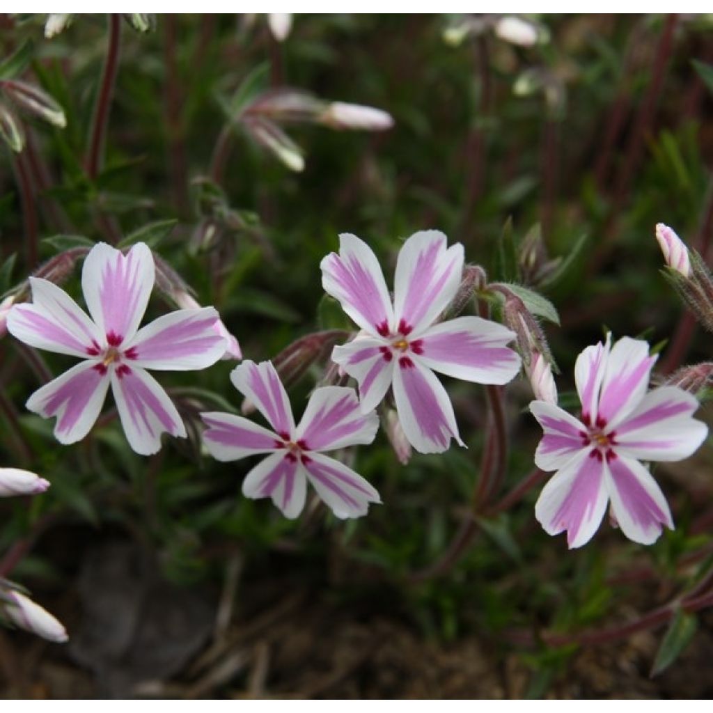 Phlox subulata Candy Stripes