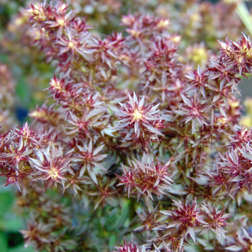 Phlox paniculata Blind Lion