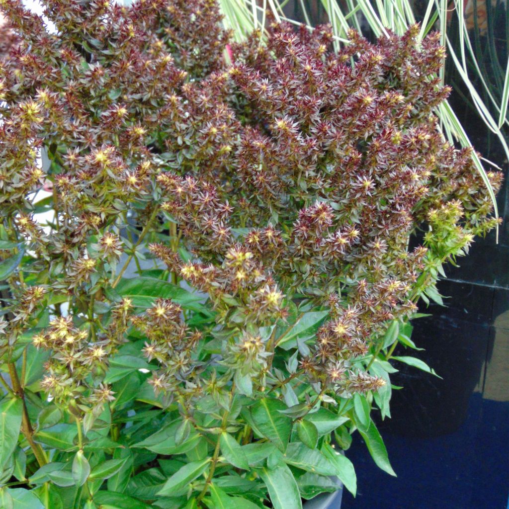 Phlox paniculata Blind Lion