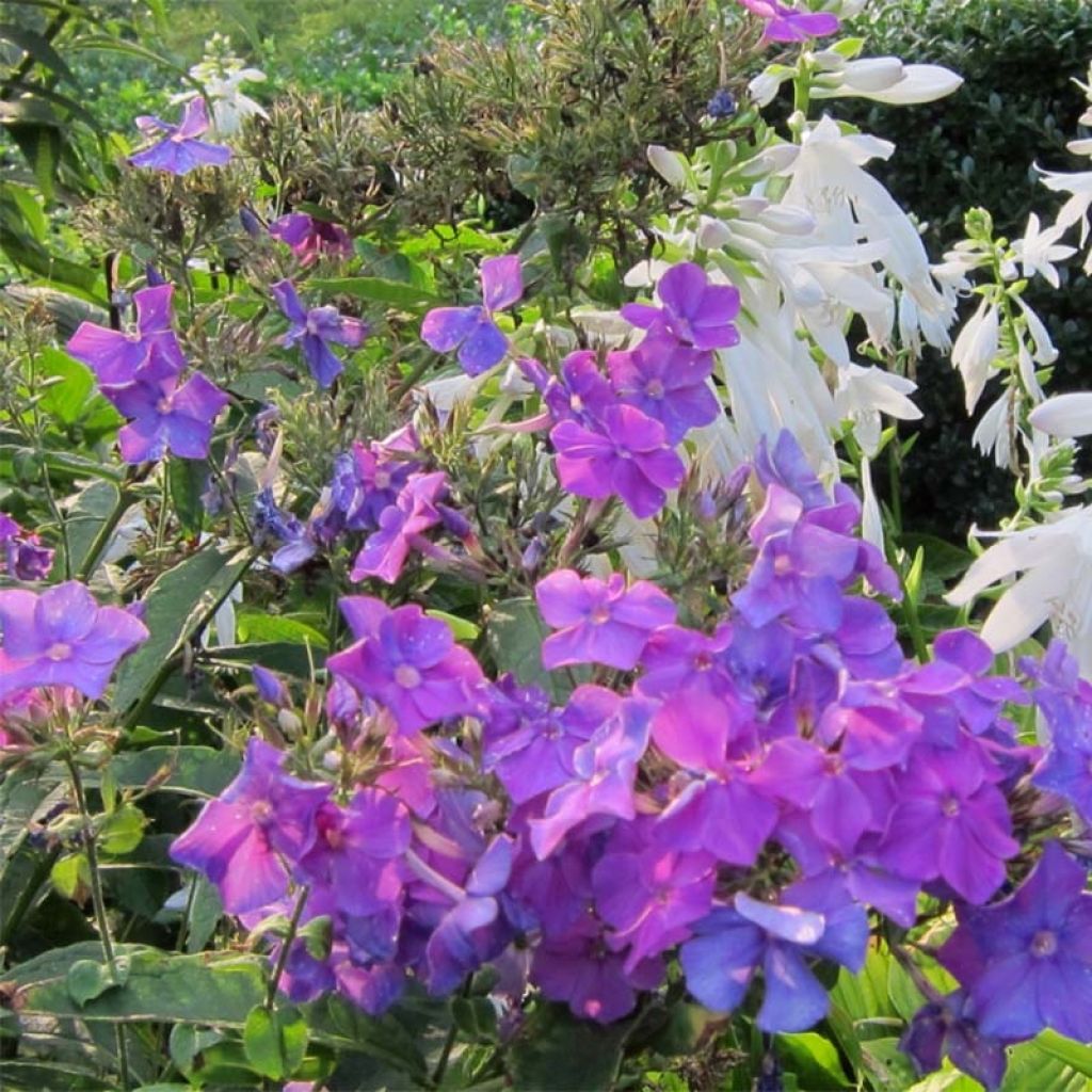 Phlox paniculata Blue Paradise