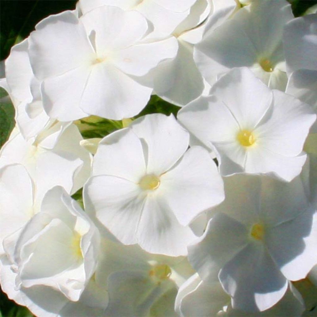 Phlox paniculata Fujiyama