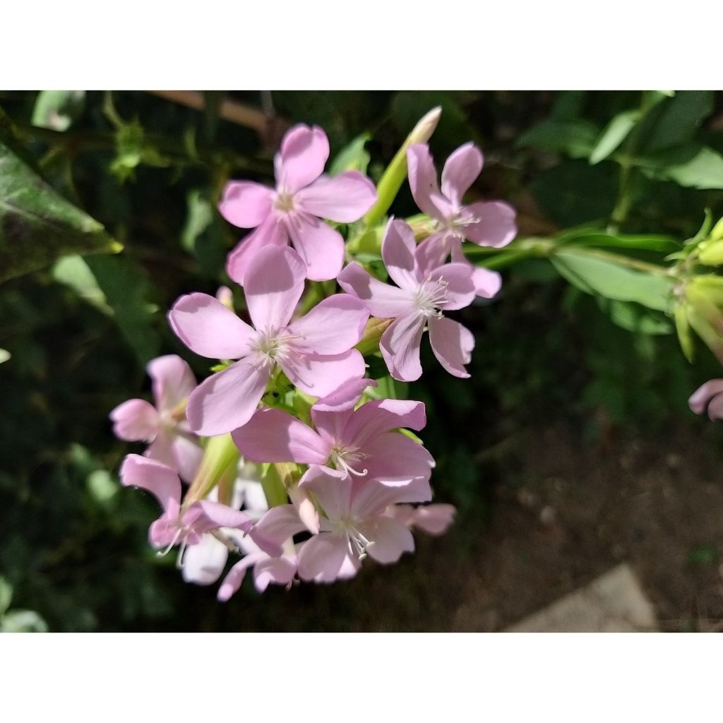 Phlox paniculata Lichtspel