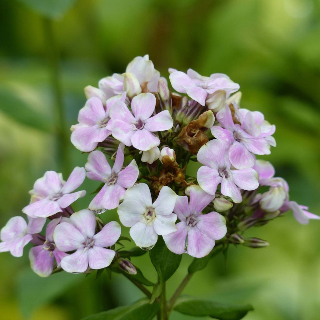 Phlox paniculata Sherbet Blend