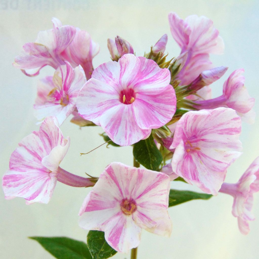 Phlox paniculata Sherbet Cocktail