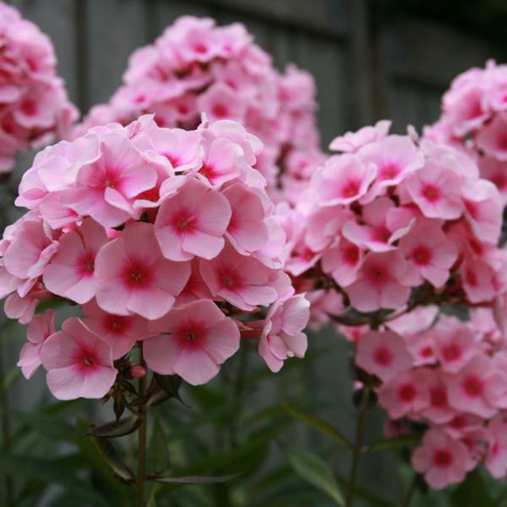 Phlox paniculata Rosa Pastel