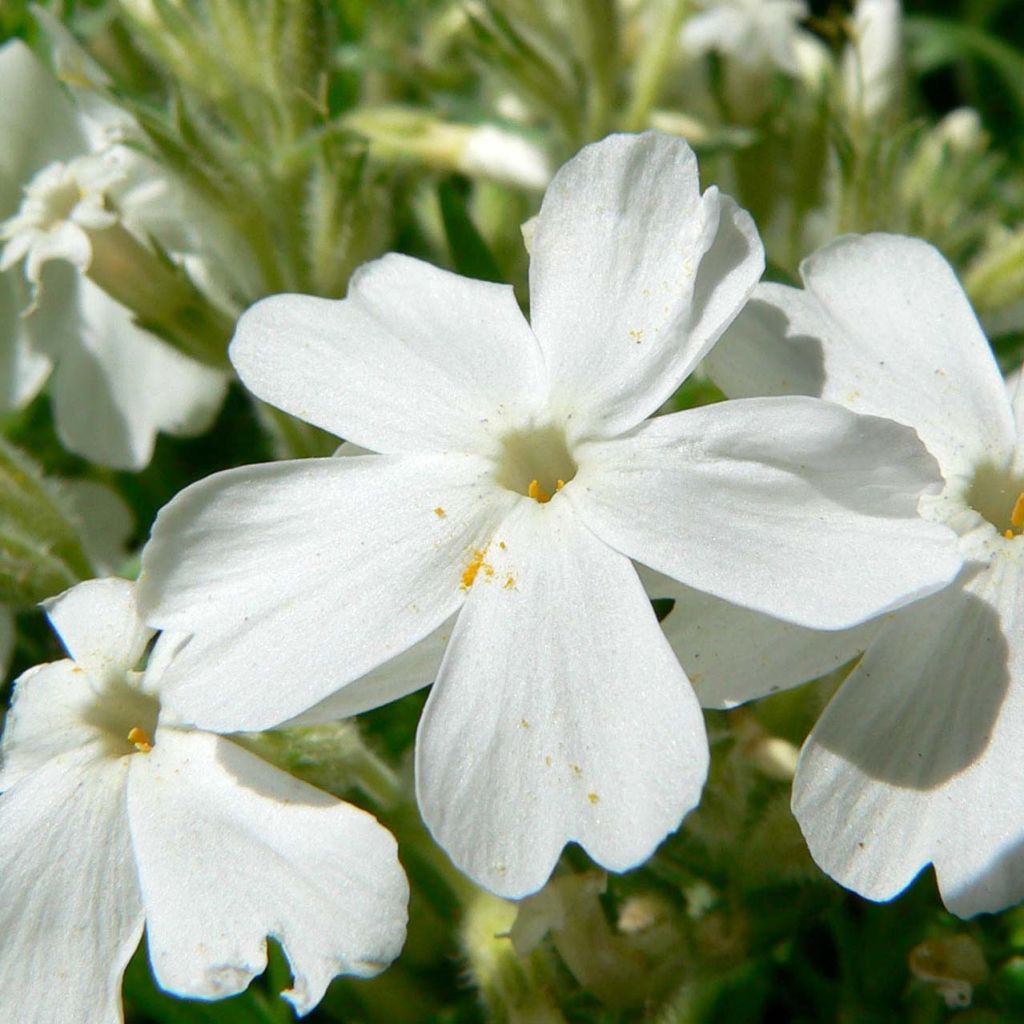 Phlox mousse White Delight