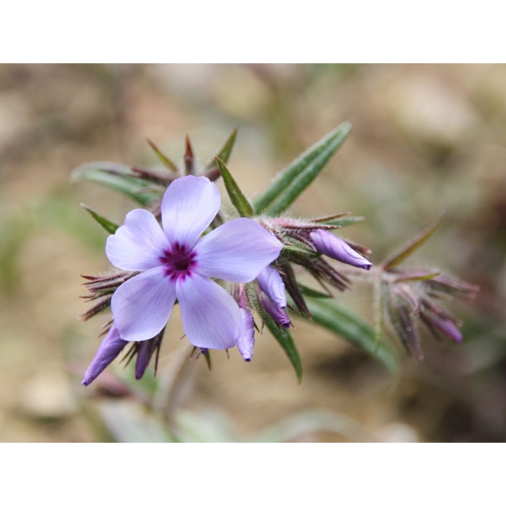 1ère fleur de la 1ère année au jardin