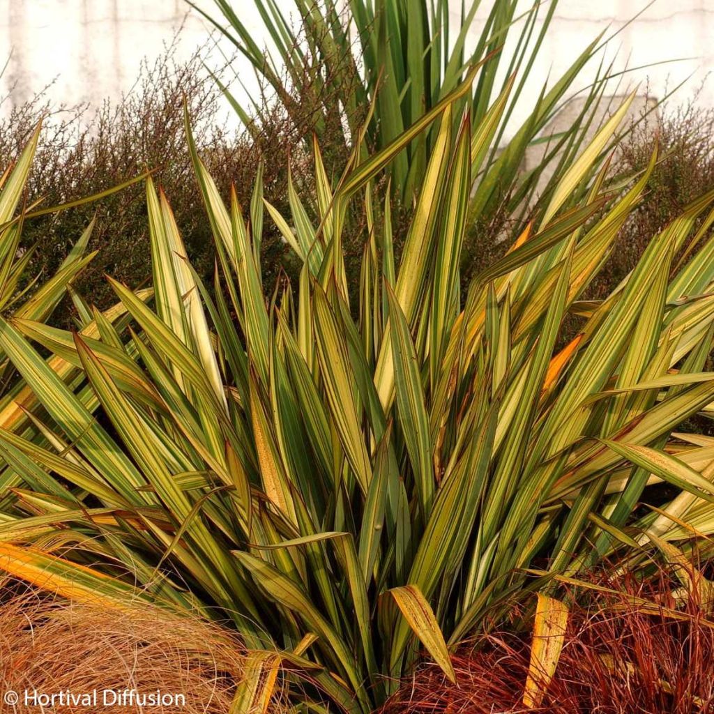 Phormium tenax Apricot Queen - New Zealand Flax