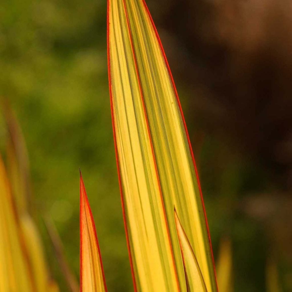 Phormium tenax Apricot Queen - New Zealand Flax