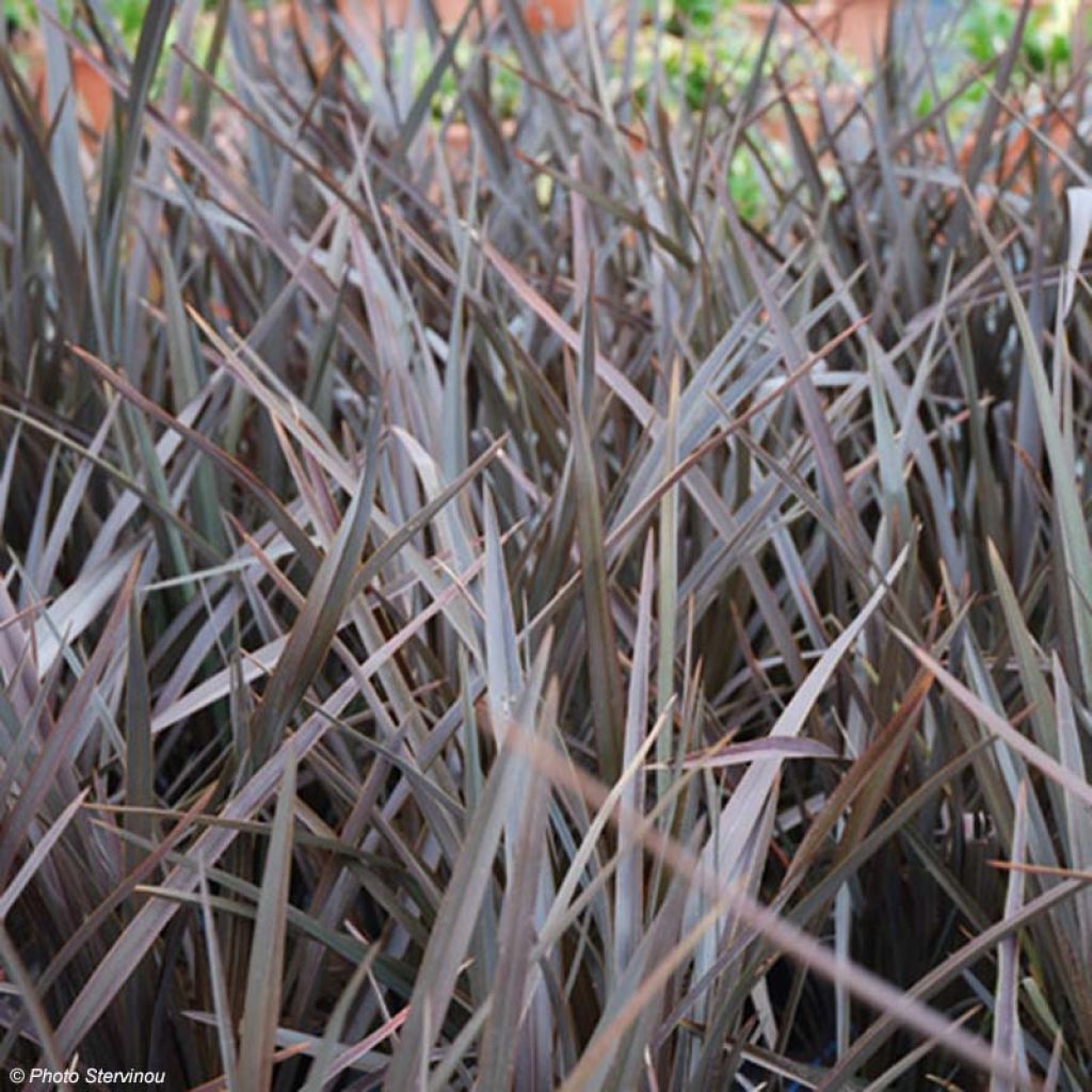 Phormium tenax Dark Delight - New Zealand Flax