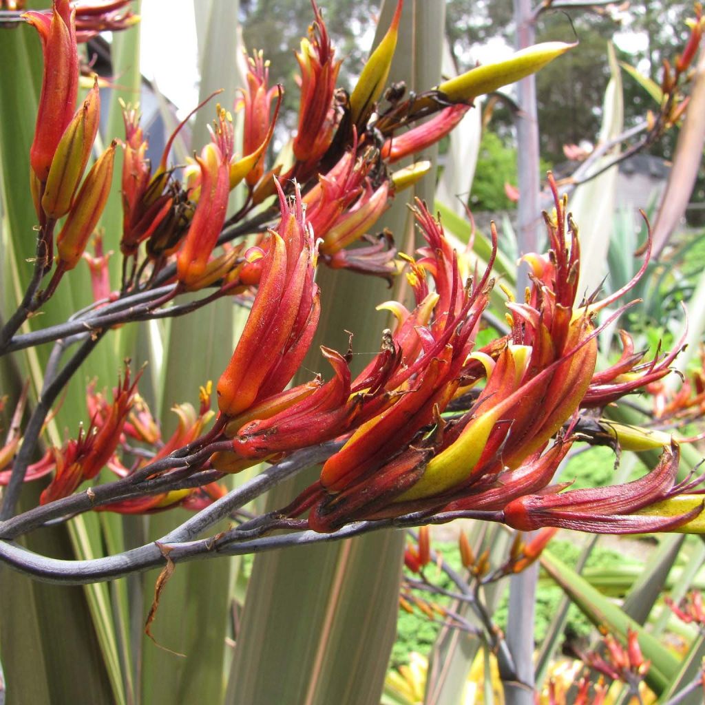 Phormium tenax - New Zealand Flax