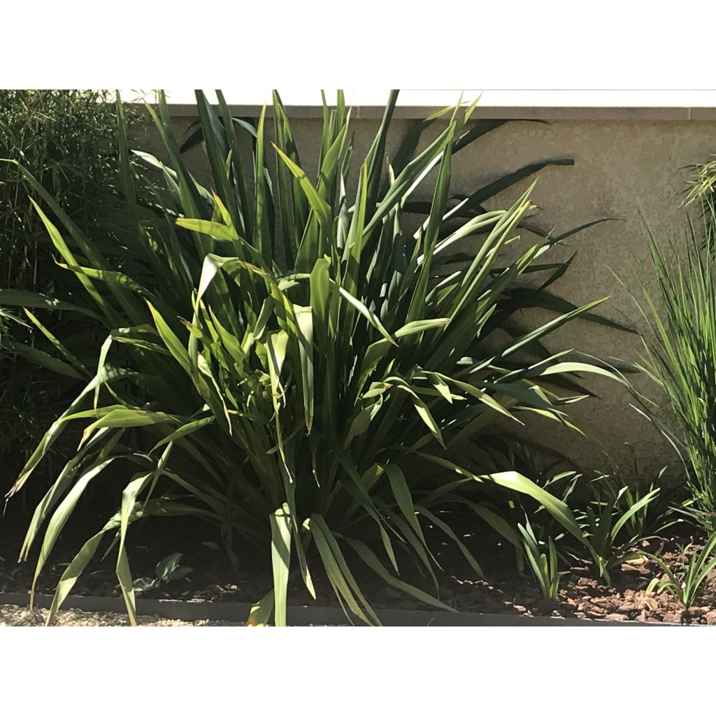 Phormium tenax - New Zealand Flax