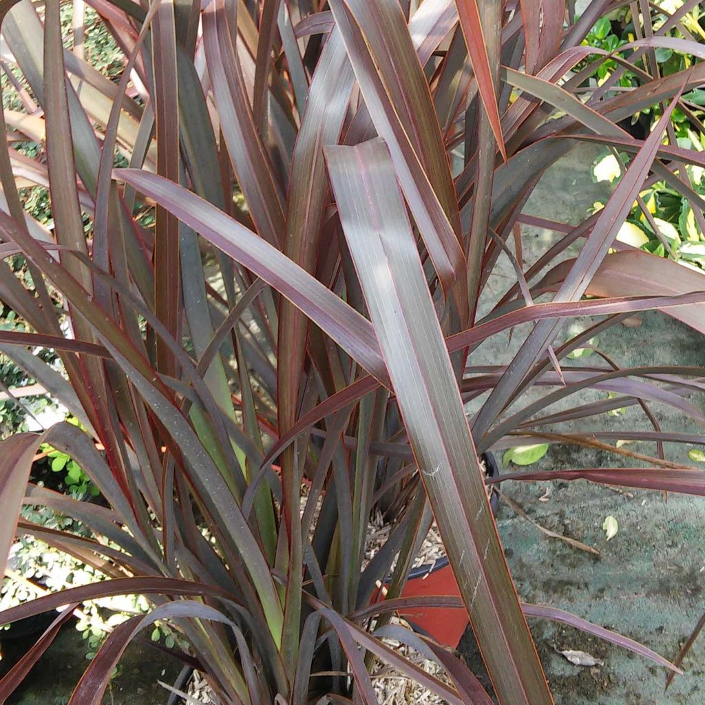 Phormium tenax Purpureum - New Zealand Flax