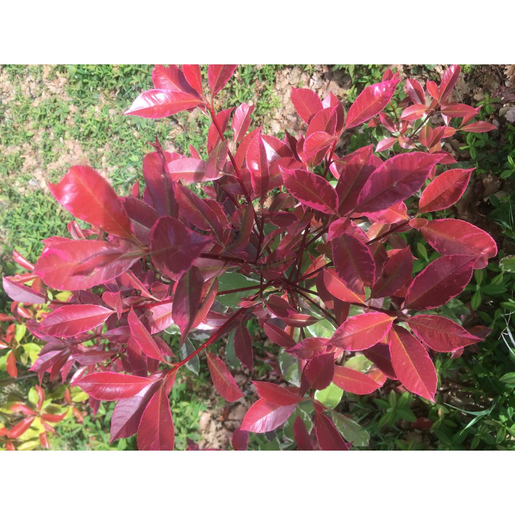 Photinia fraseri Louise McLarlou - Christmas Berry