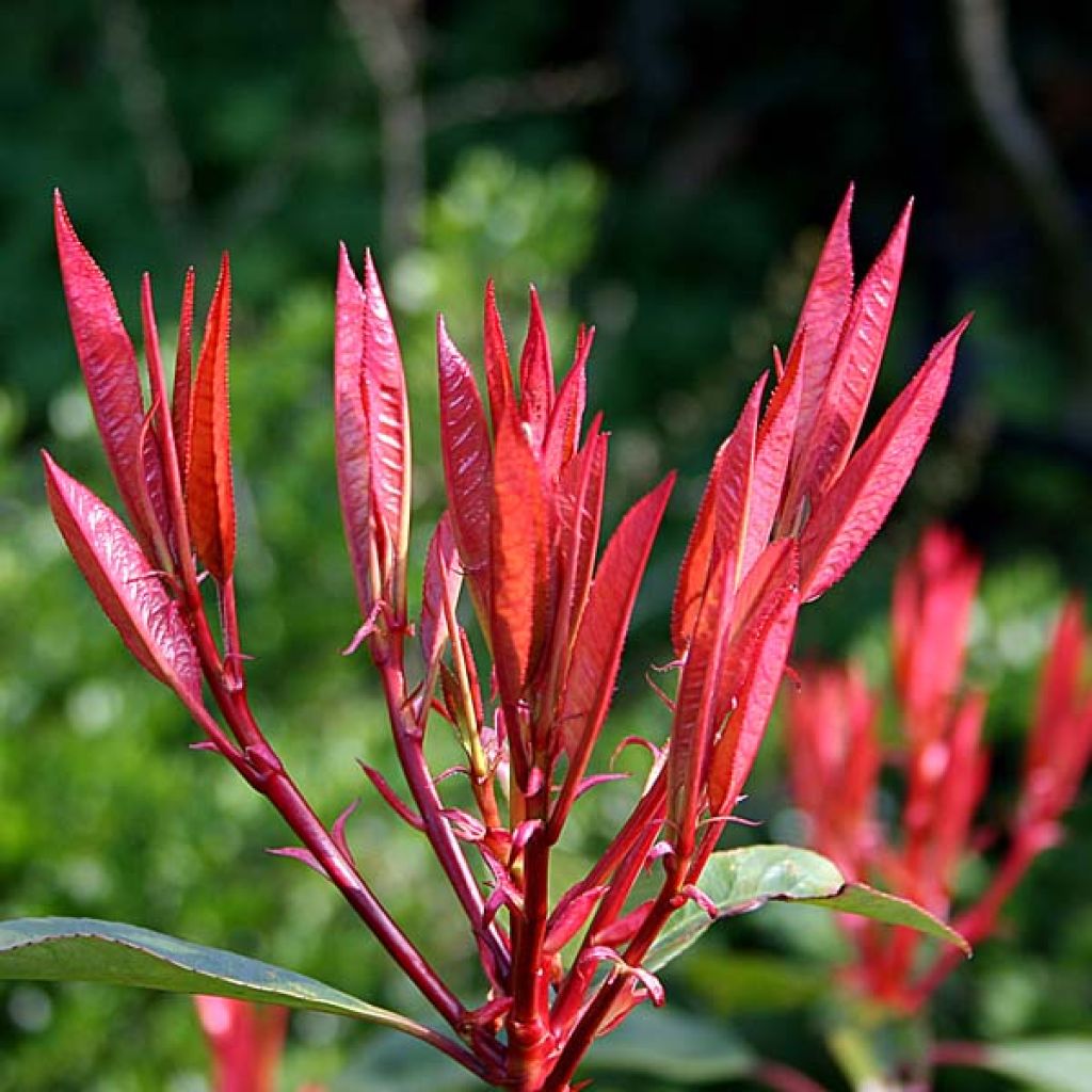 Photinia Fraseri Red Robin