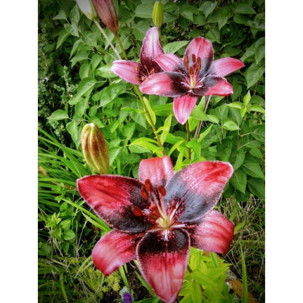 LIS HYBRIDE ASIATIQUE-LILIUM PURPLE EYE