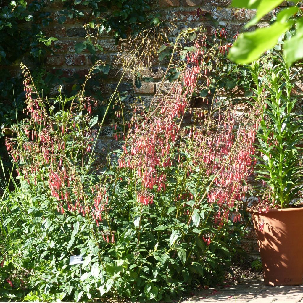 Phygelius African Queen - Cape Fuchsia