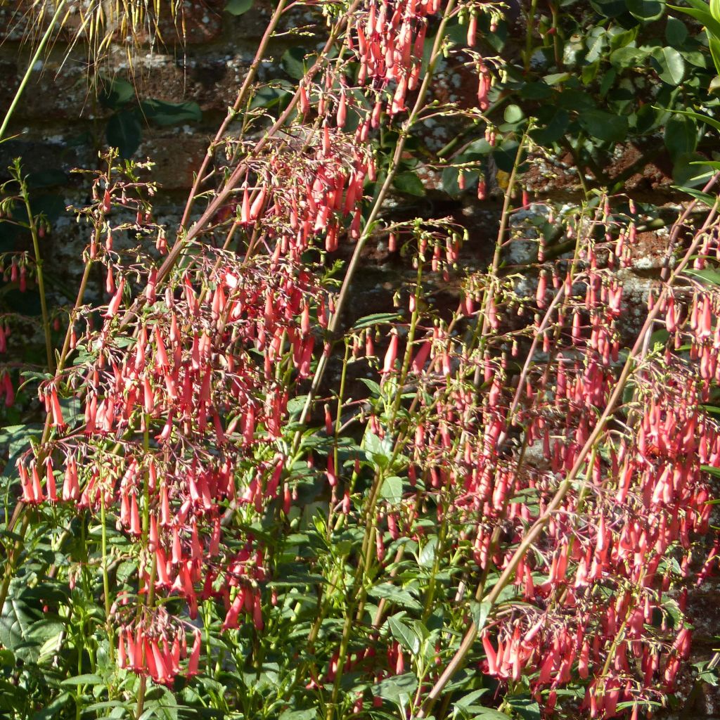 Phygelius African Queen - Cape Fuchsia