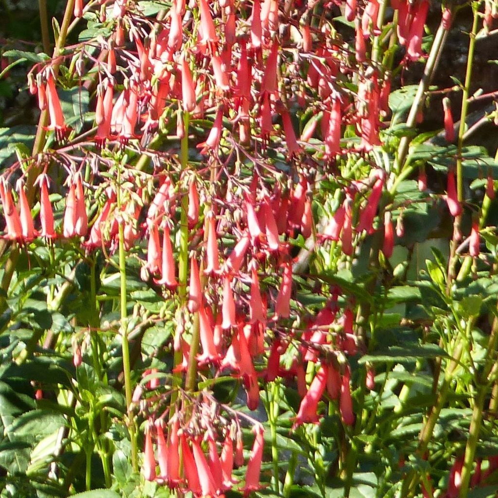 Phygelius African Queen - Cape Fuchsia