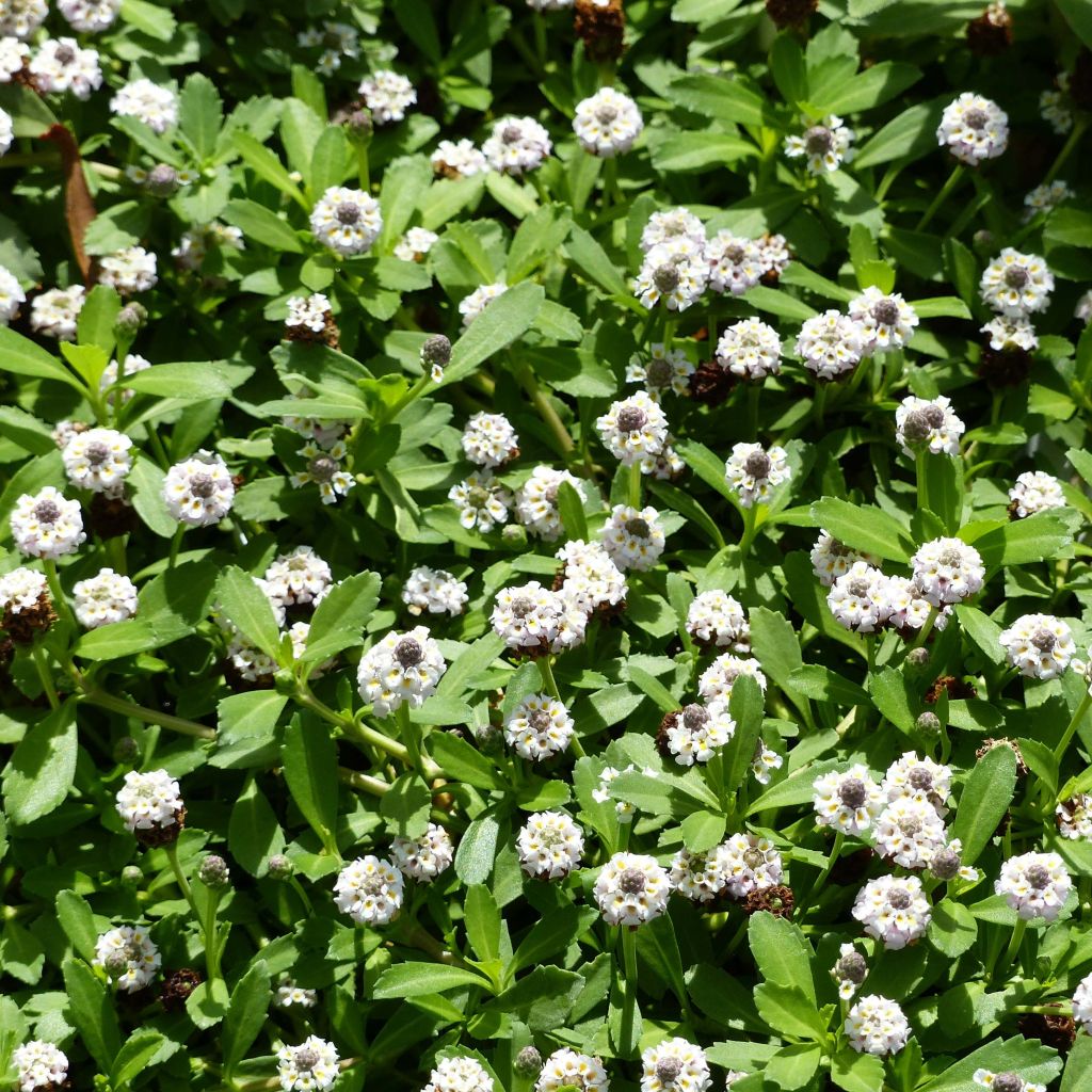 Phyla nodiflora - Capeweed