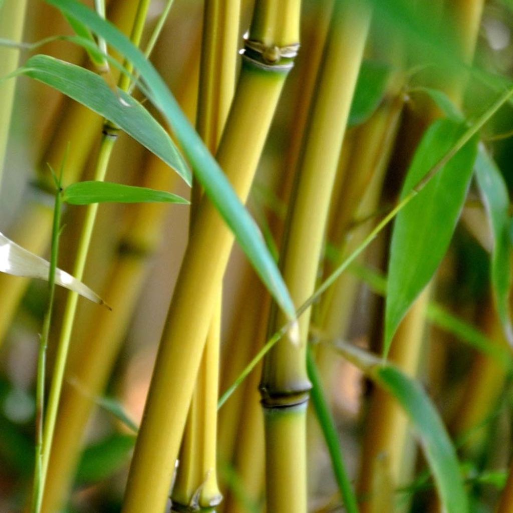 Yellow Bamboo - Phyllostachys aureosulcata Aureocaulis
