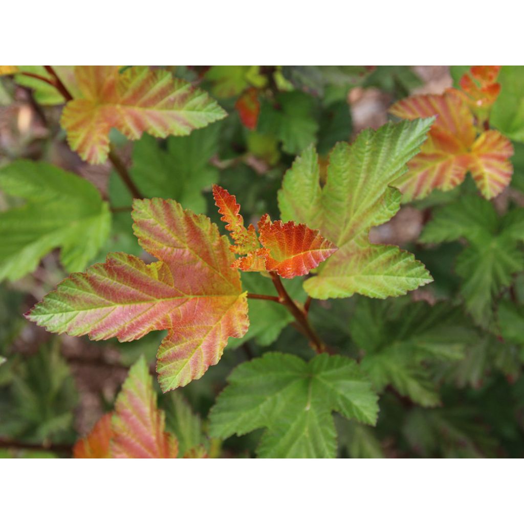 Physocarpus opulifolius Amber Jubilee - Ninebark