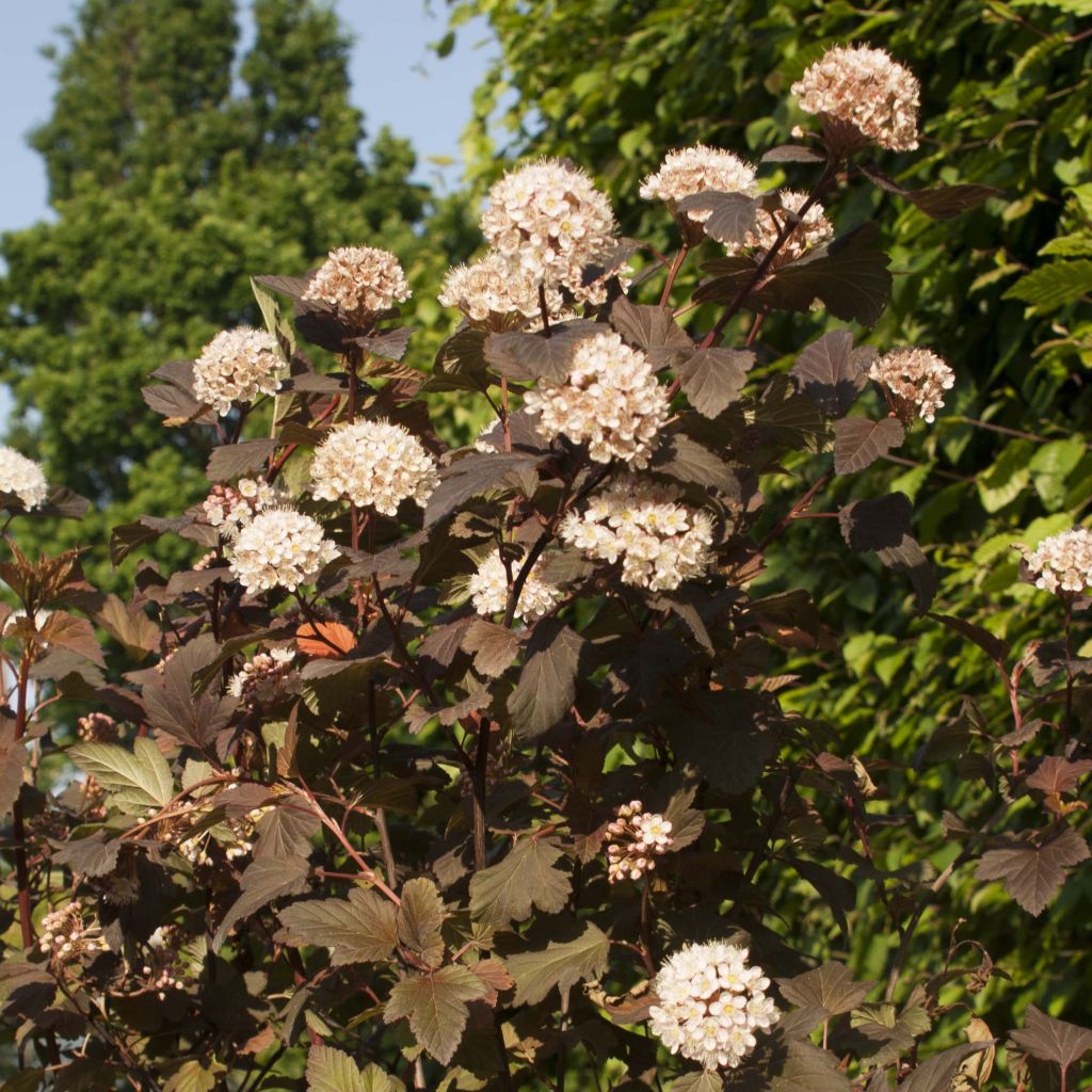 Physocarpus opulifolius Diable D'Or - Ninebark