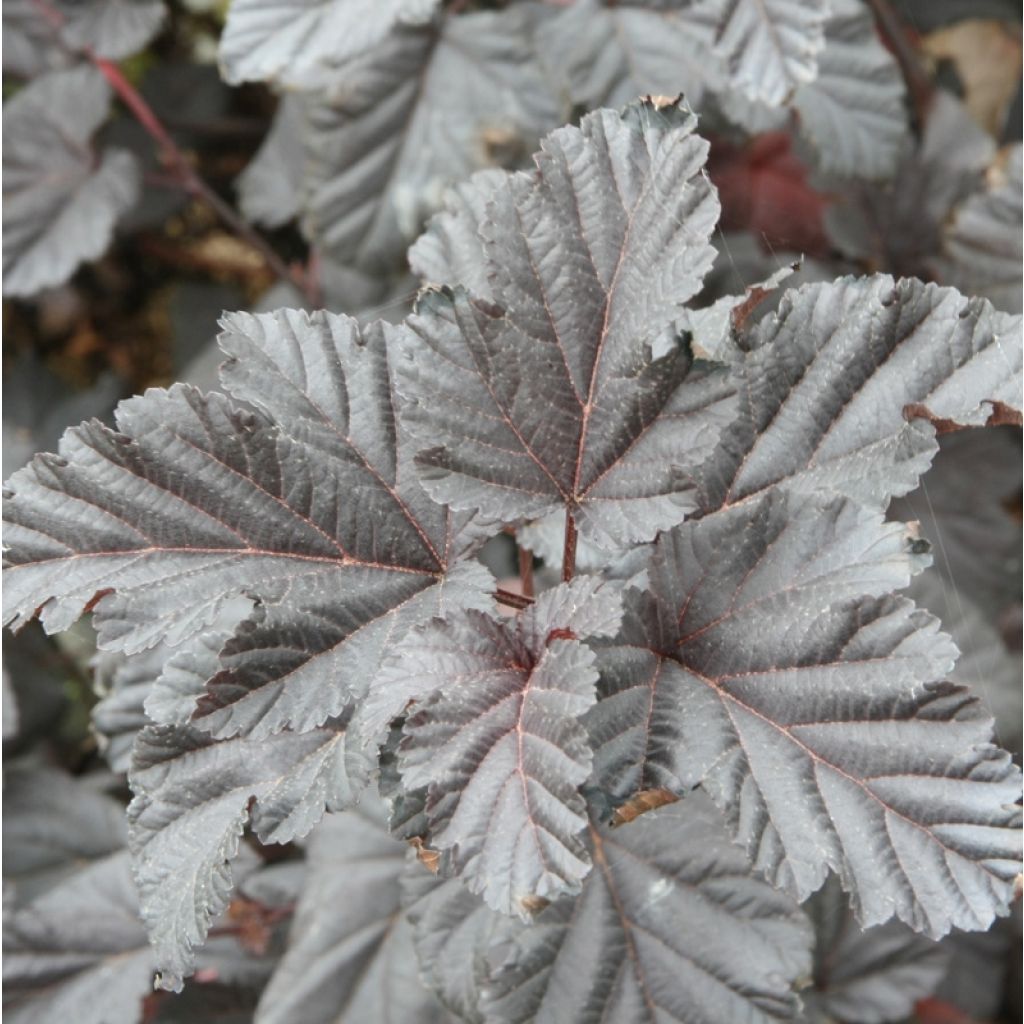 Physocarpus opulifolius Midnight - Ninebark