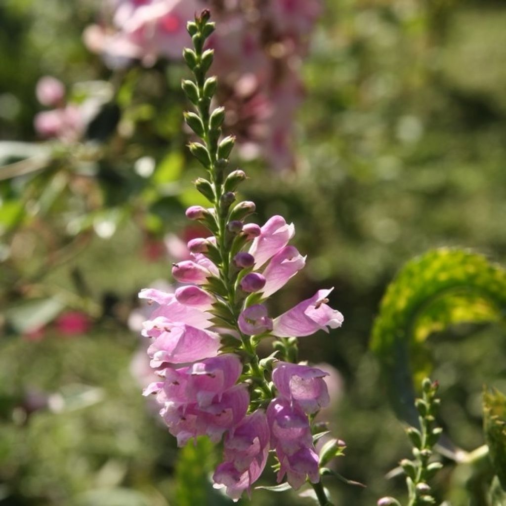 Physostegia virginiana Bouquet Rose - Obedient Plant