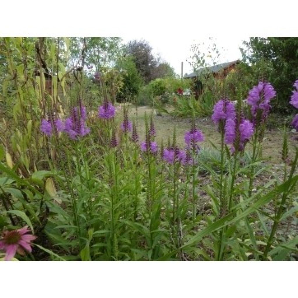 Physostegia virginiana Vivid - Obedient Plant