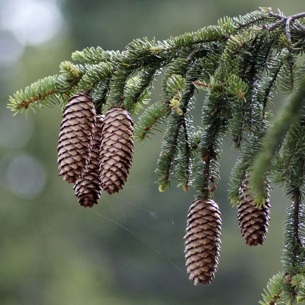 Picea abies - Norway Spruce