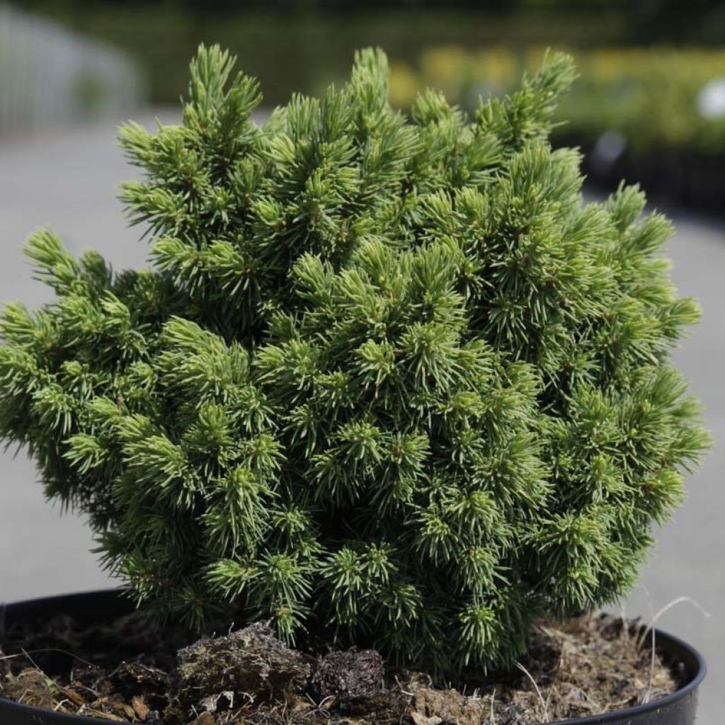 Picea glauca Jalako Gold - White Spruce