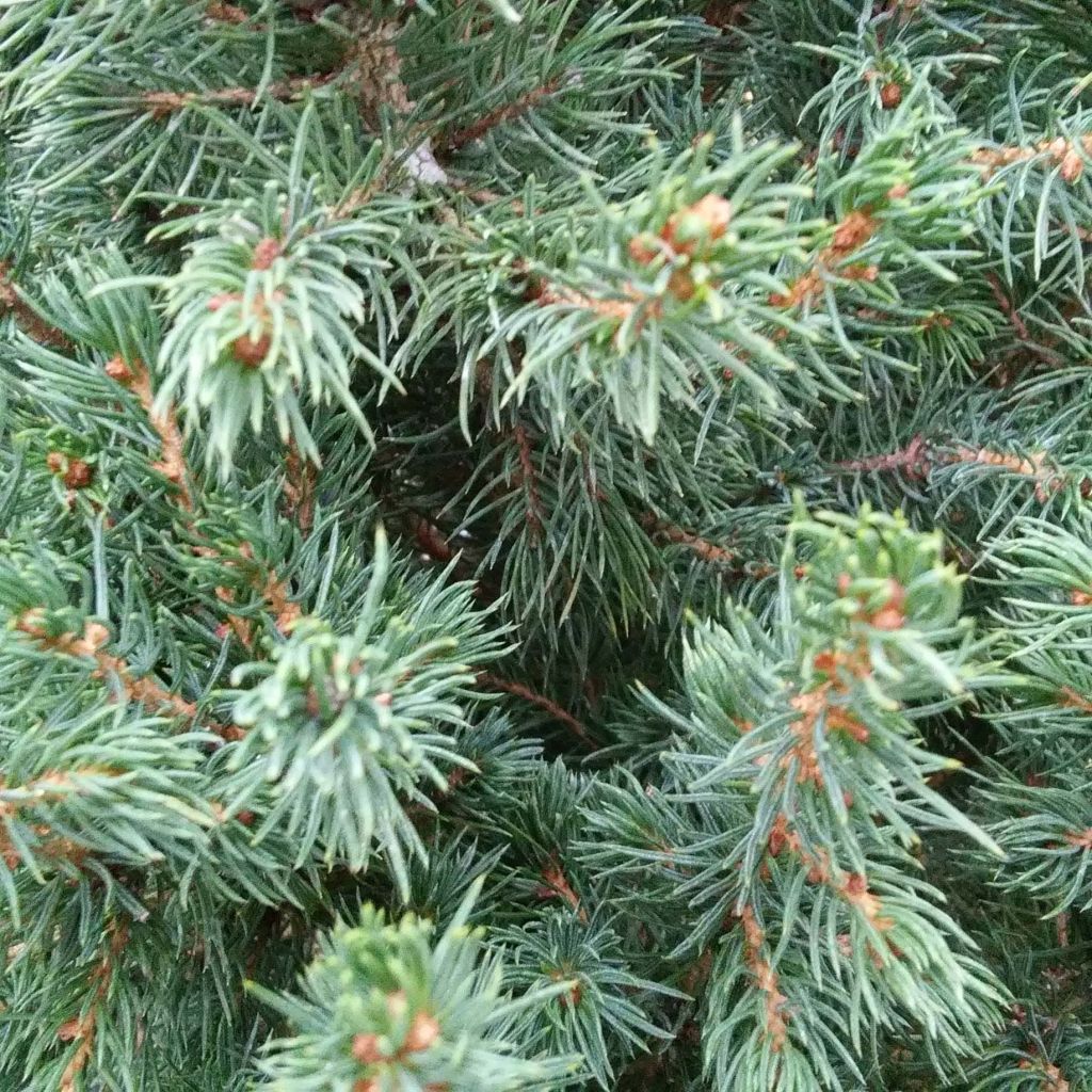 Picea glauca December - White Spruce