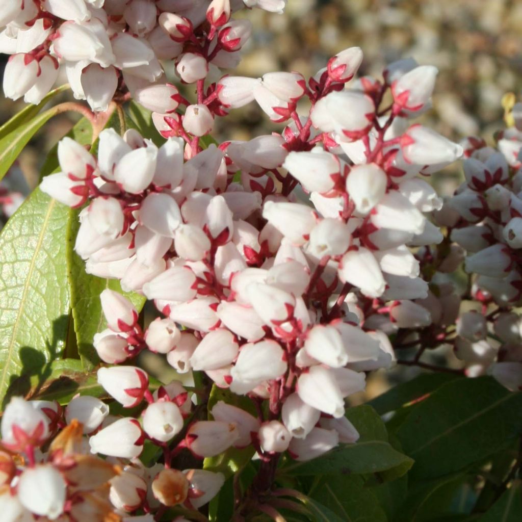 Pieris japonica Bonfire - Japanese Andromeda