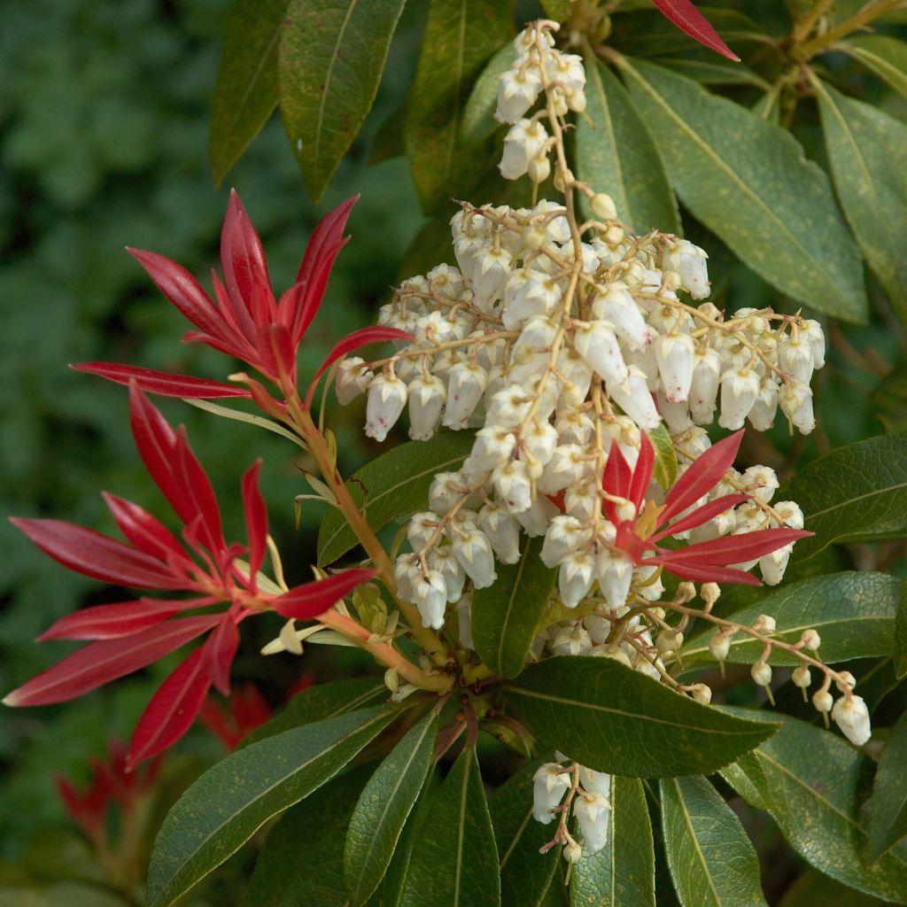 Japanese Andromeda - Pieris japonica Forest Flame