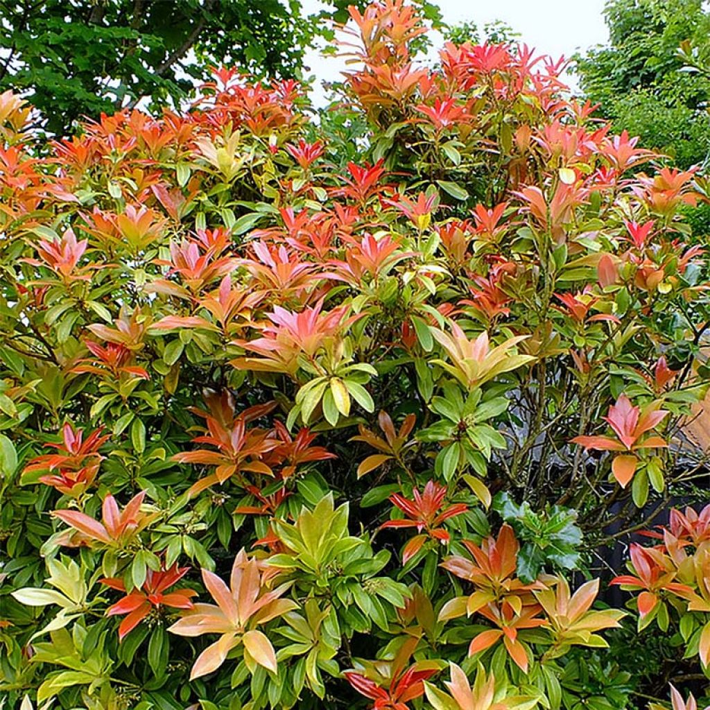 Japanese Andromeda - Pieris japonica Forest Flame