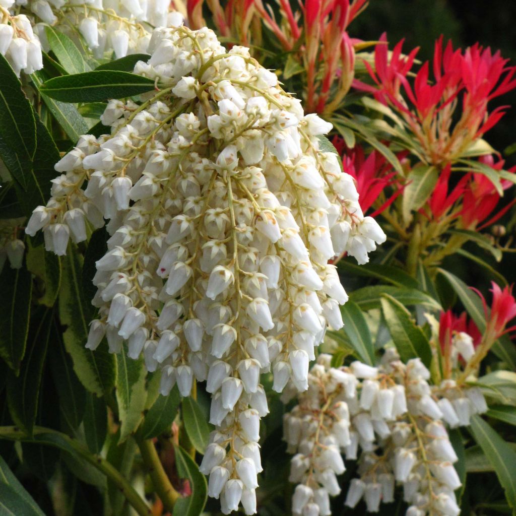 Japanese Andromeda - Pieris japonica Forest Flame