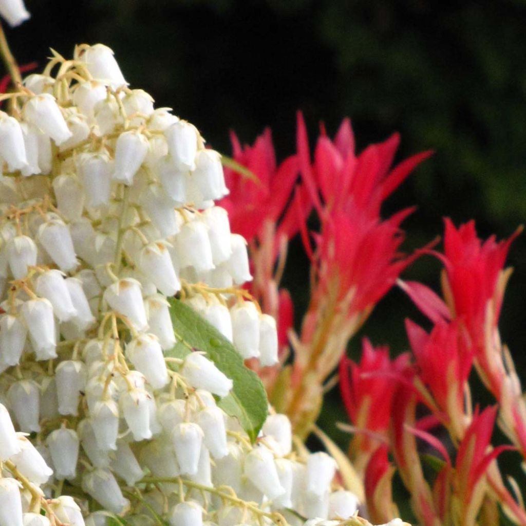 Japanese Andromeda - Pieris japonica Forest Flame