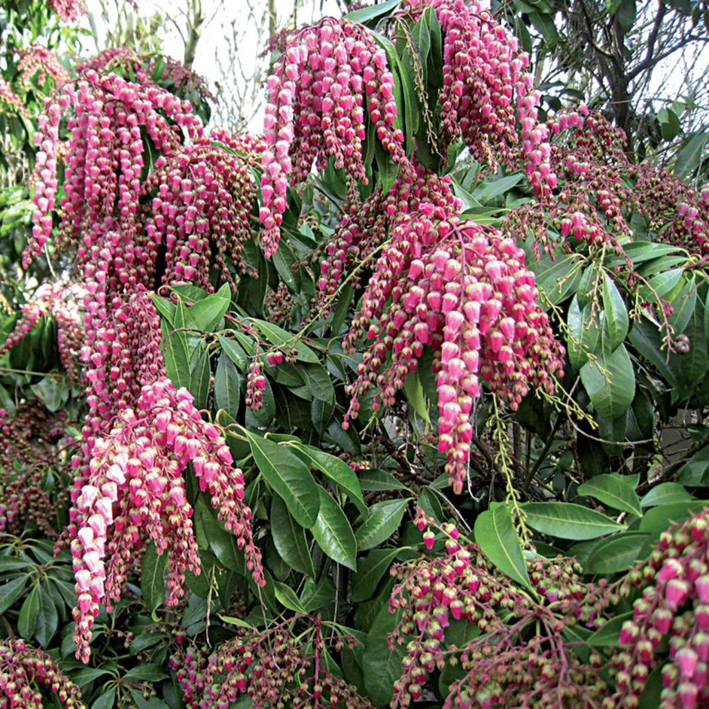 Japanese Andromeda - Pieris Japonica Valley Valentine