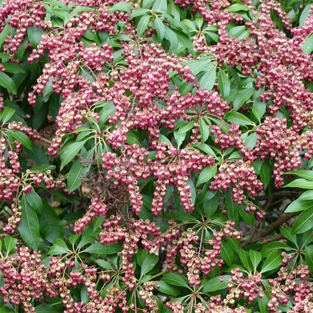 Japanese Andromeda - Pieris Japonica Valley Valentine