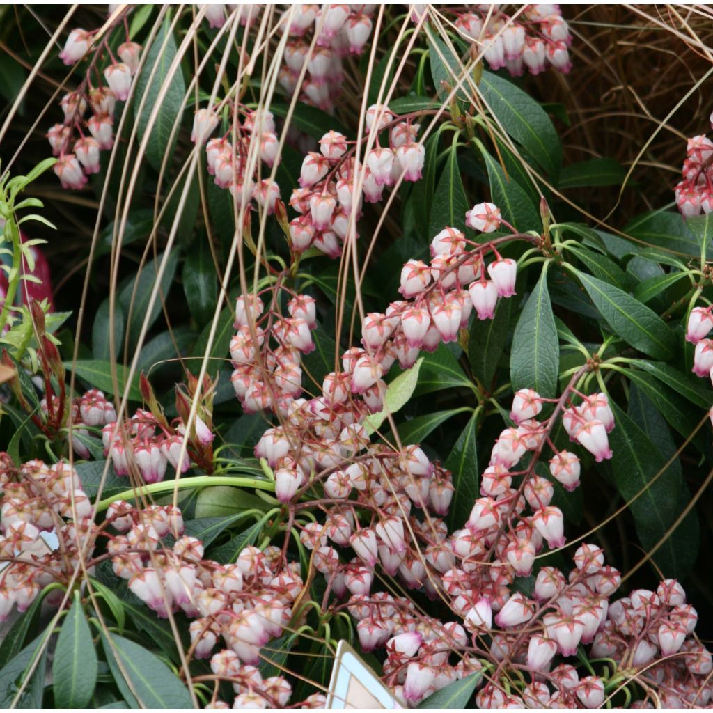 Pieris japonica Katsura - Japanese Andromeda