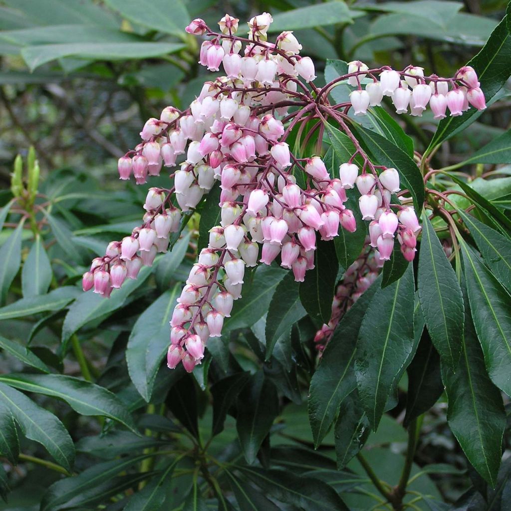 Pieris japonica Pink passion - Japanese Andromeda