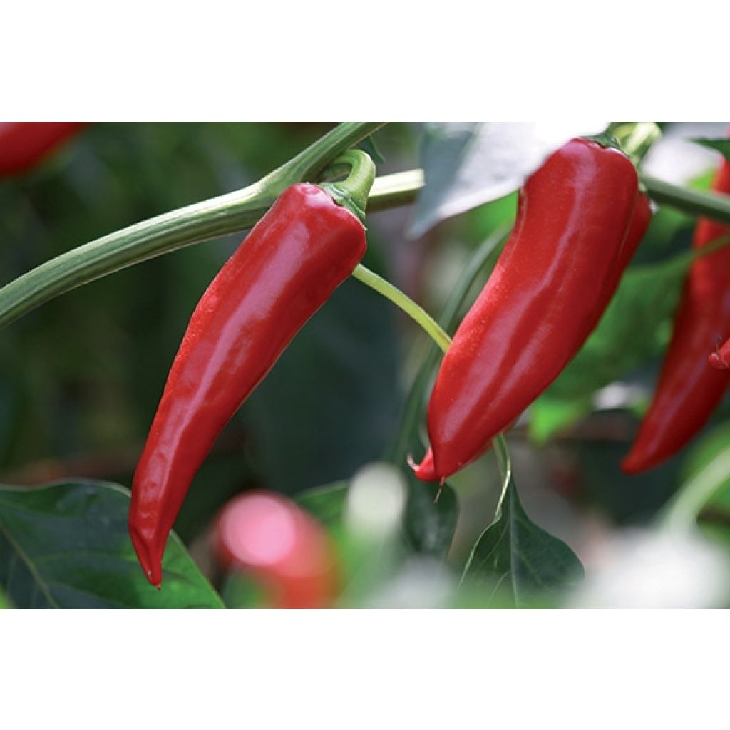 Organic Gorria Pepper plugs - Capsicum frutescens
