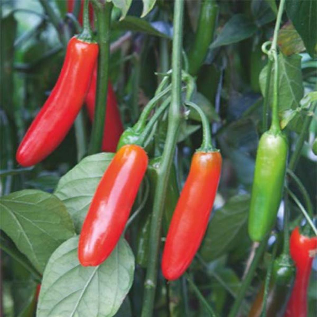 Chilli Pepper Serrano