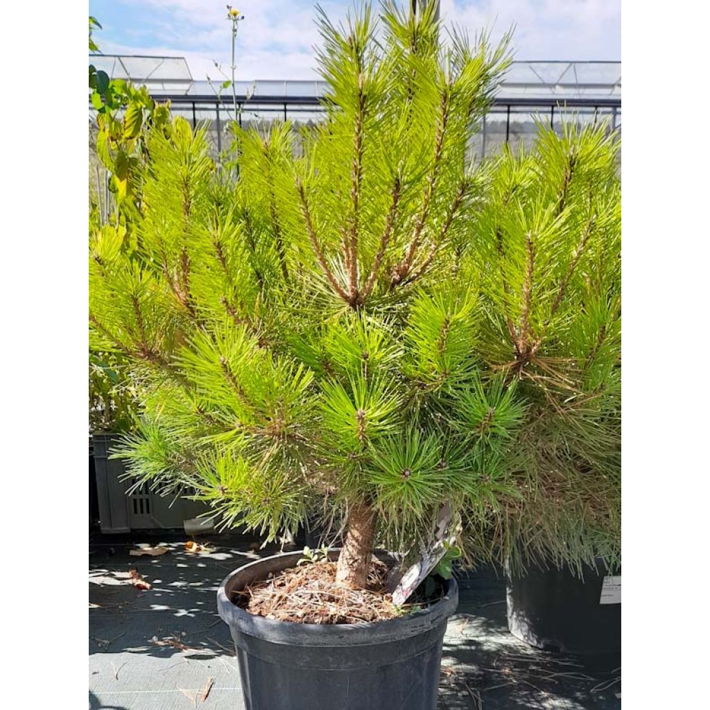 Pinus nigra Pierrick Bregeon - Black Pine