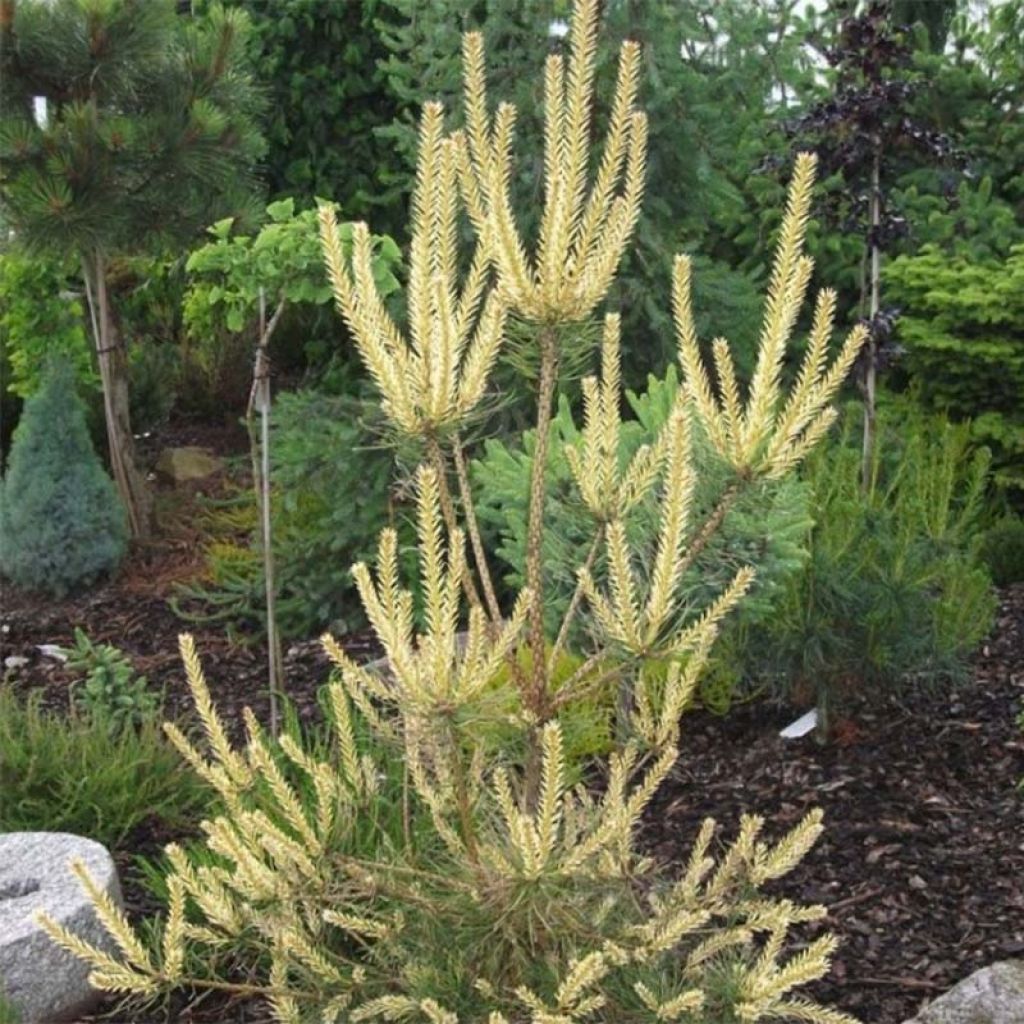Pinus sylvestris Bialogon - Scots Pine