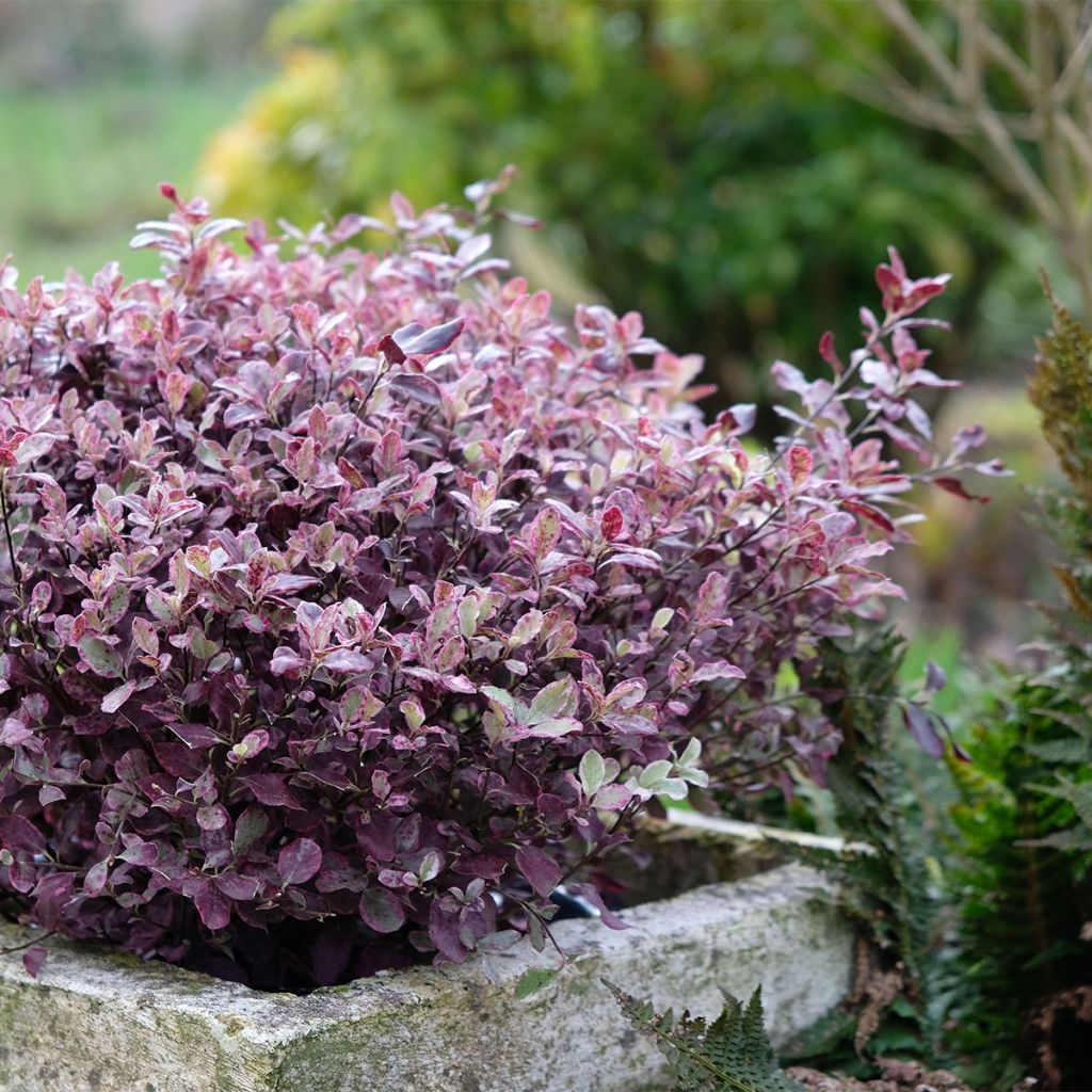 Pittosporum tenuifolium Bannow Bay - Pittosporum à petites feuilles