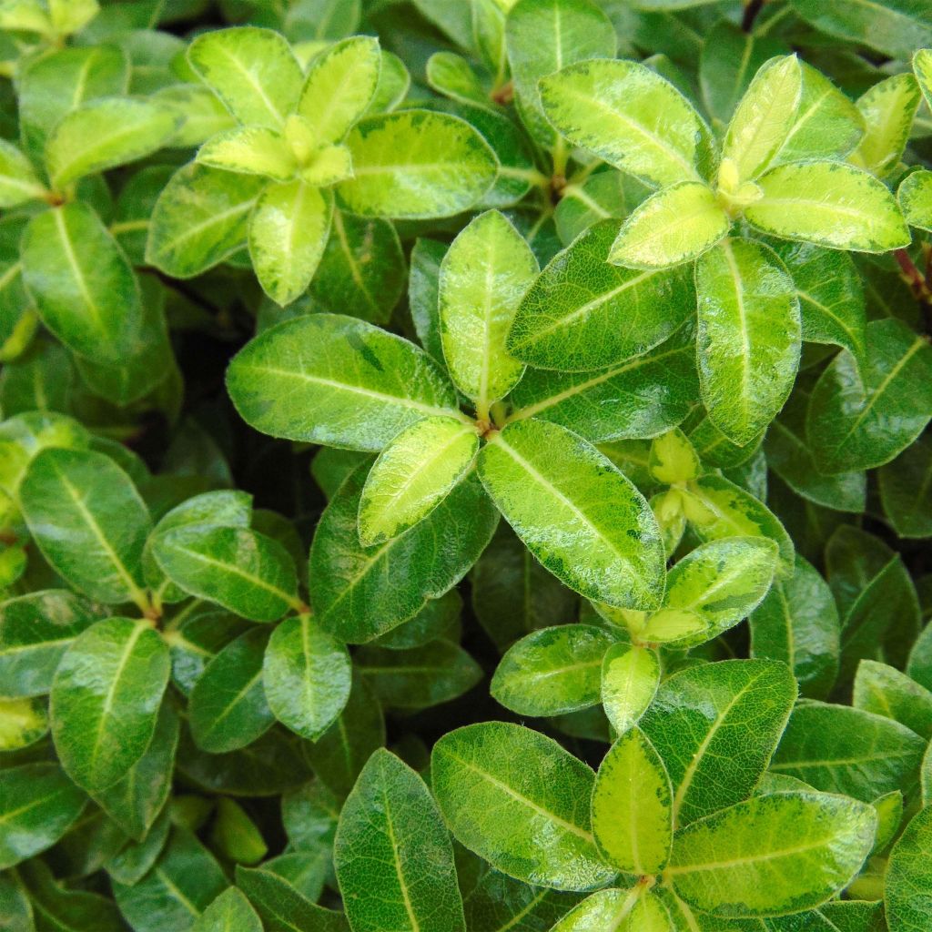 Pittosporum tenuifolium Golden Ball