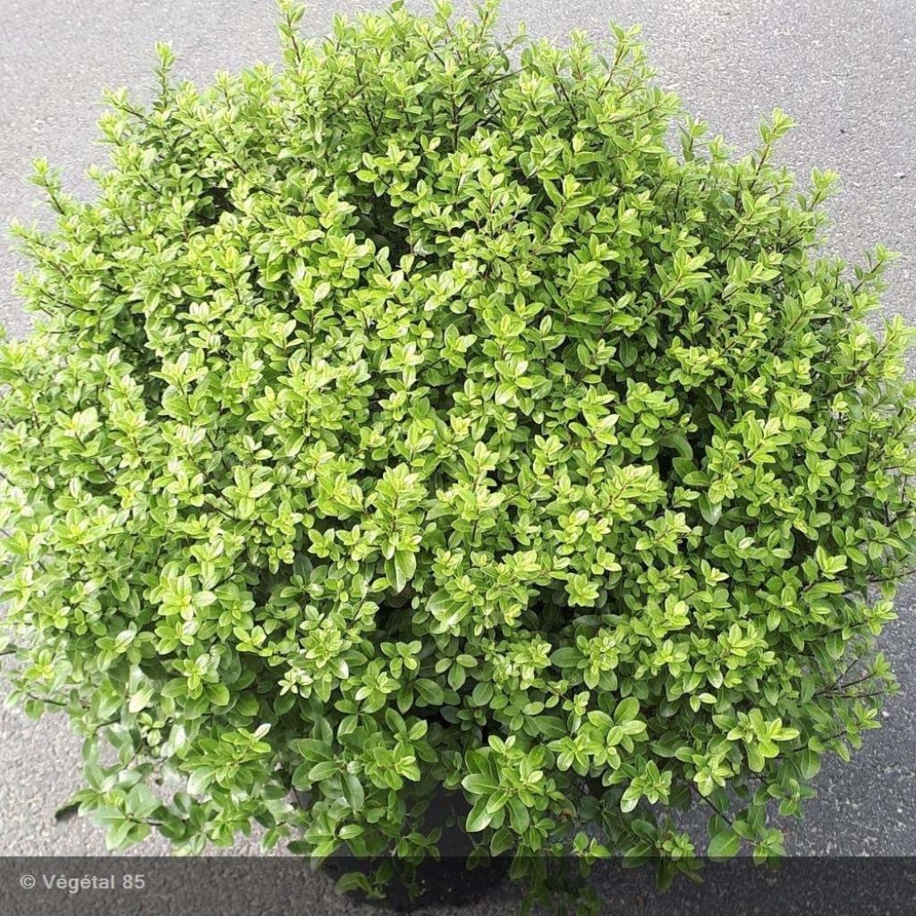 Pittosporum tenuifolium Midget - Kohuhu